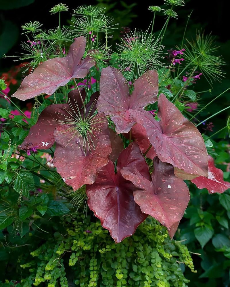 Caladium