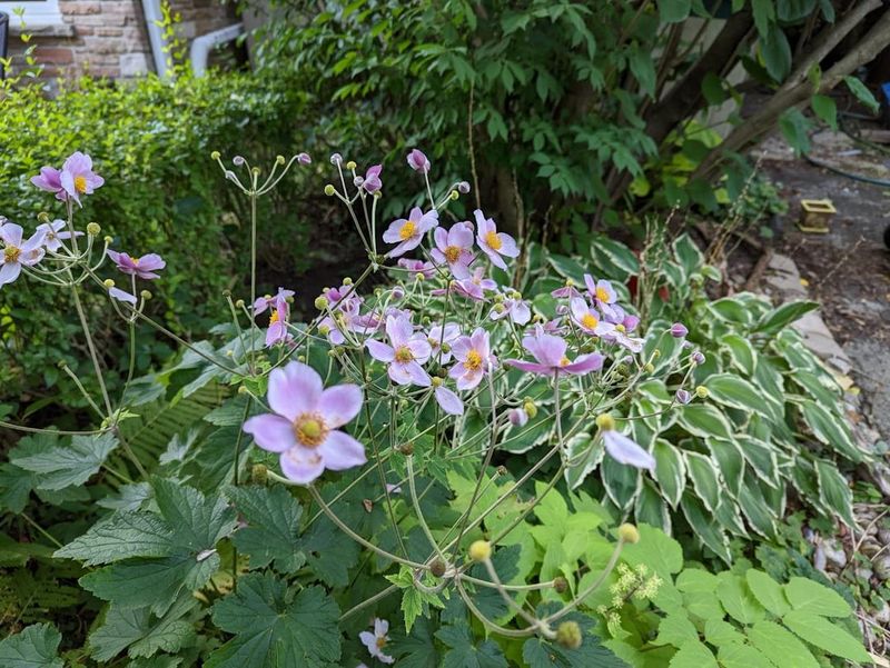 Japanese Anemone