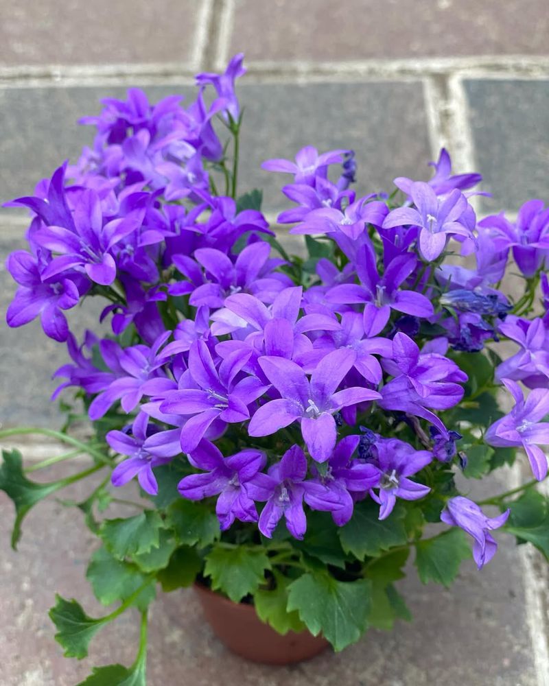 Campanula