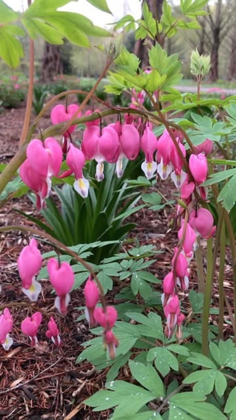 Bleeding Heart (Dicentra)