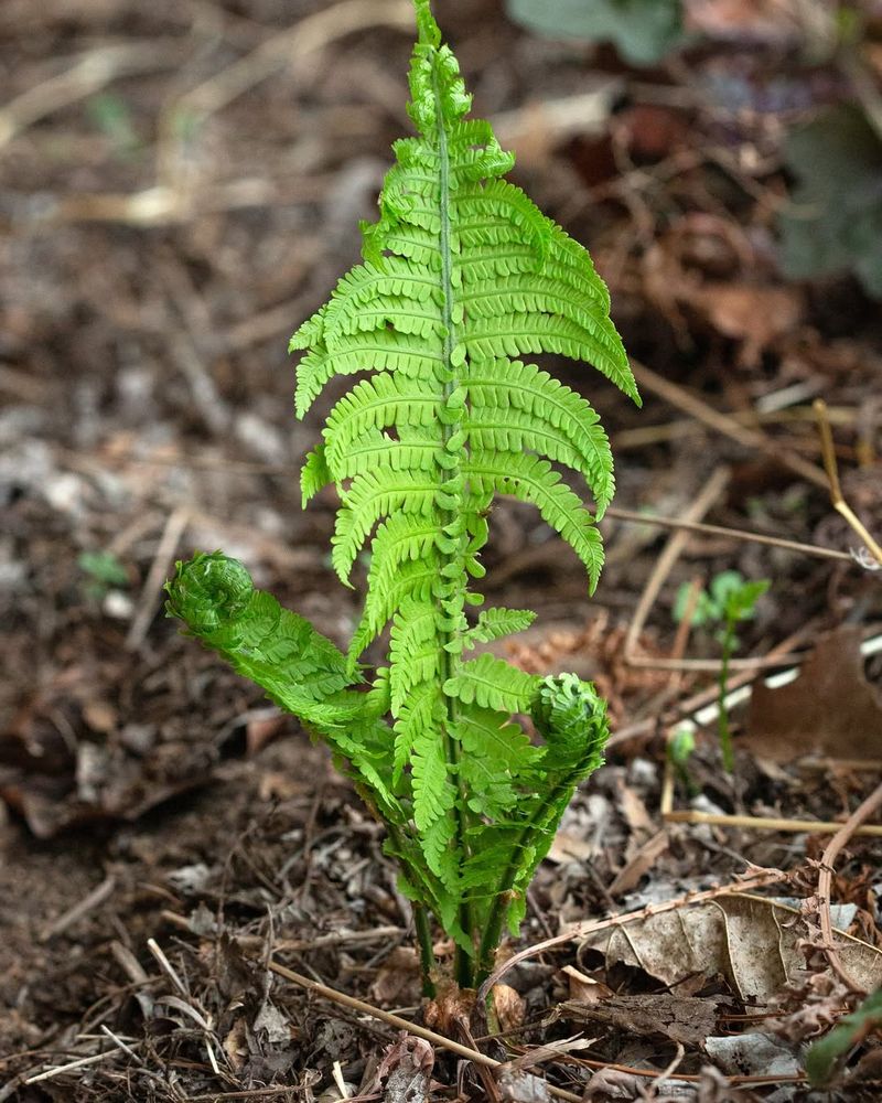 Ferns