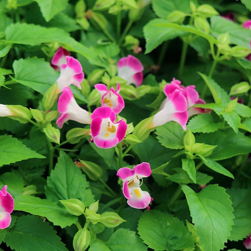 Torenia (Wishbone Flower)