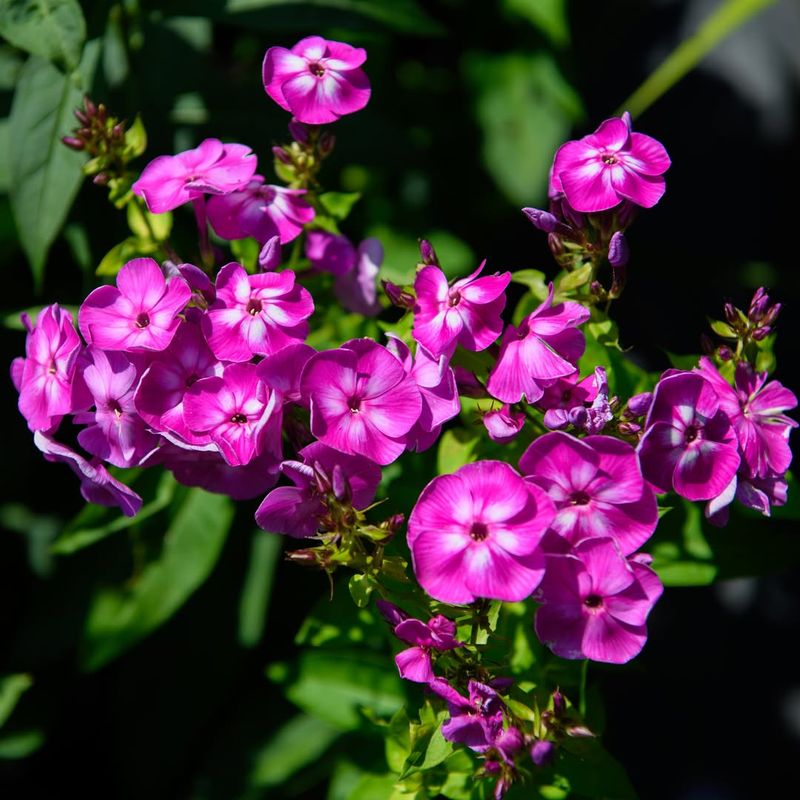 Phlox