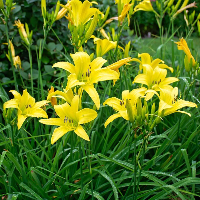 Daylilies