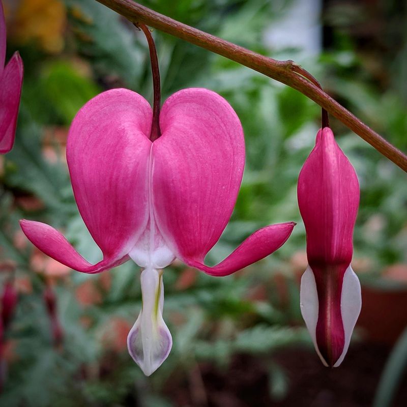 Bleeding Heart