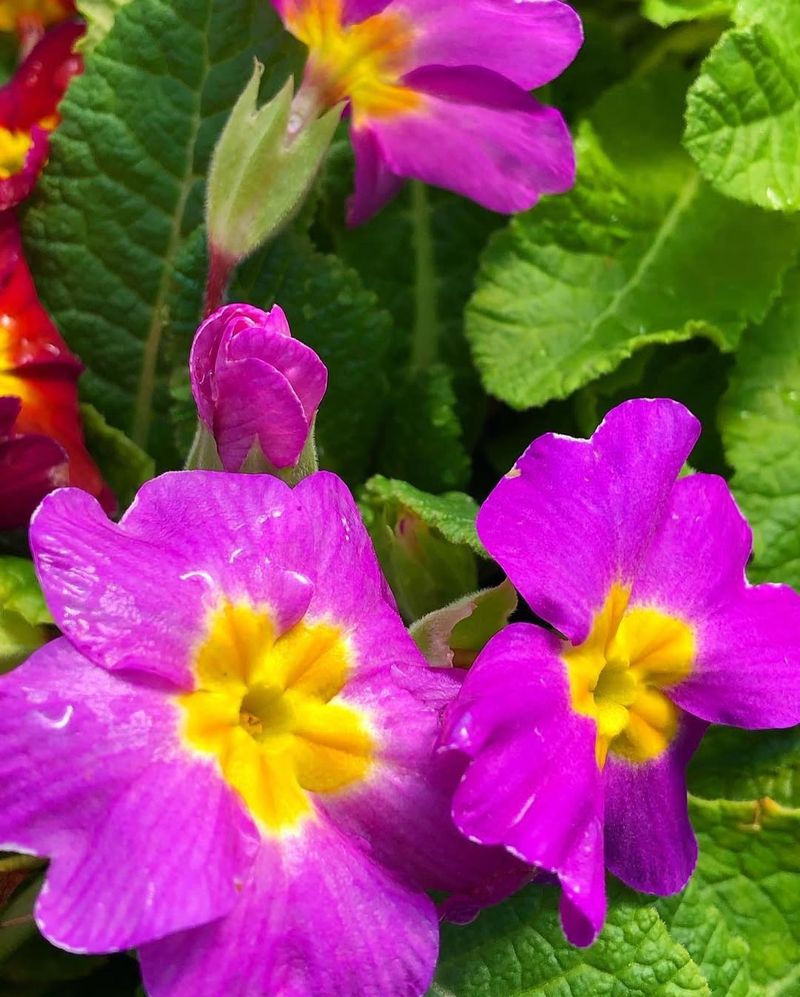 Primroses