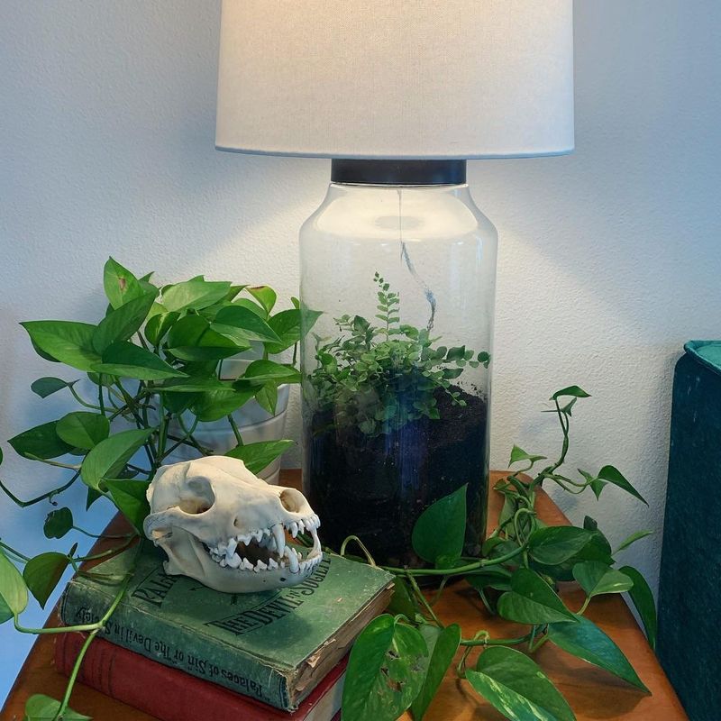 Terrarium Lamps