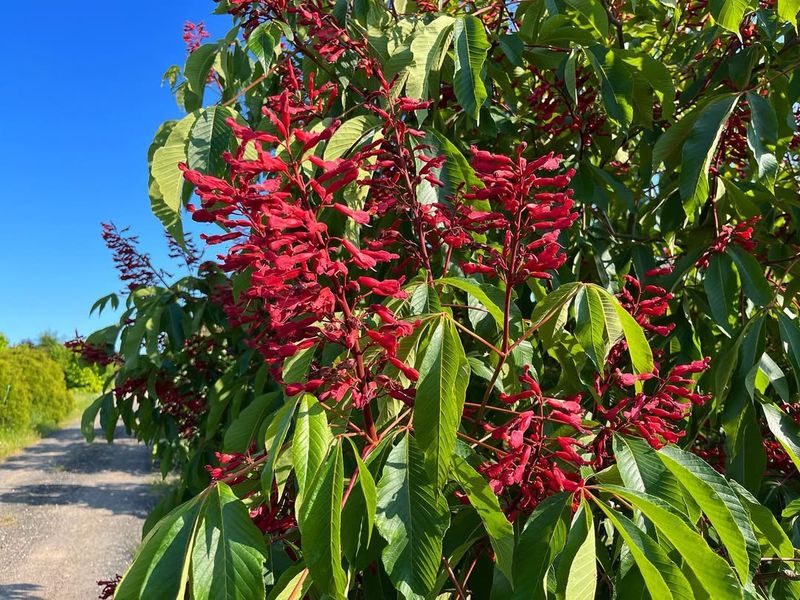 Red Buckeye