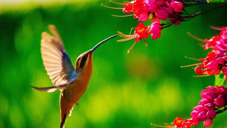 hummingbird feeding on a flower