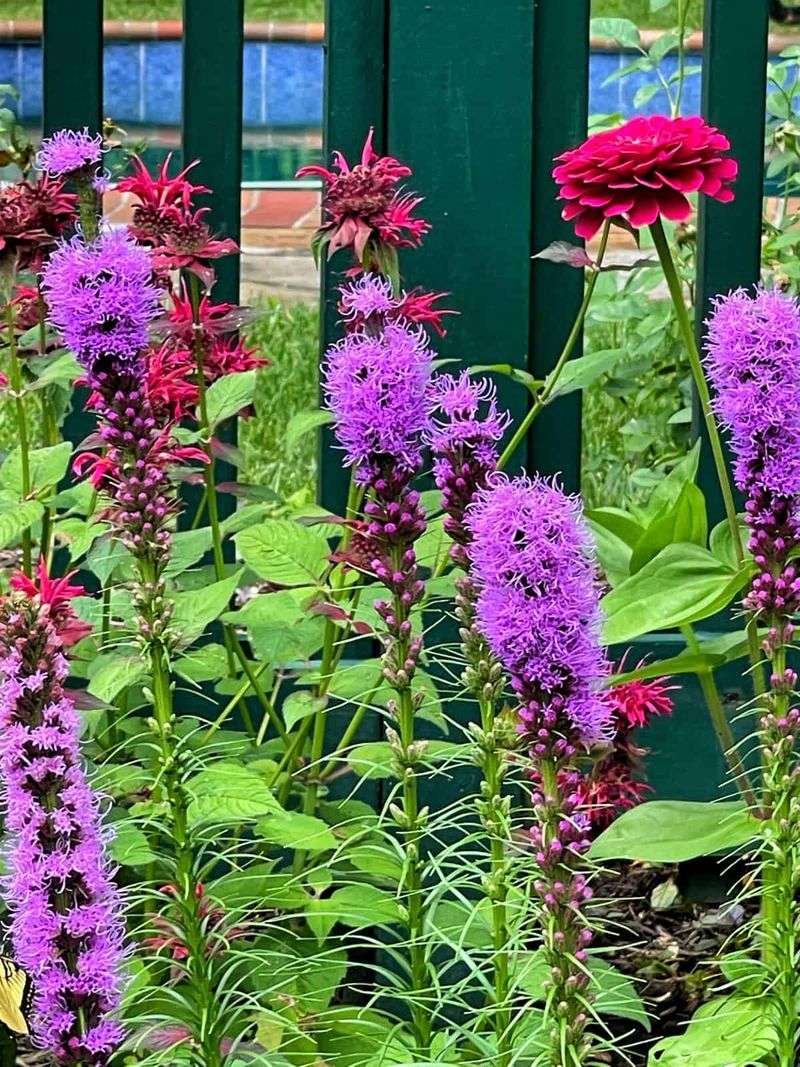 Offer nectar-filled wildflowers