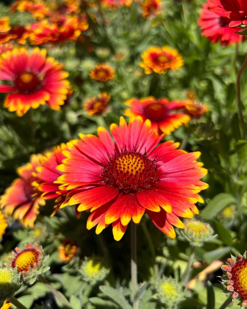 Long Blooming Season