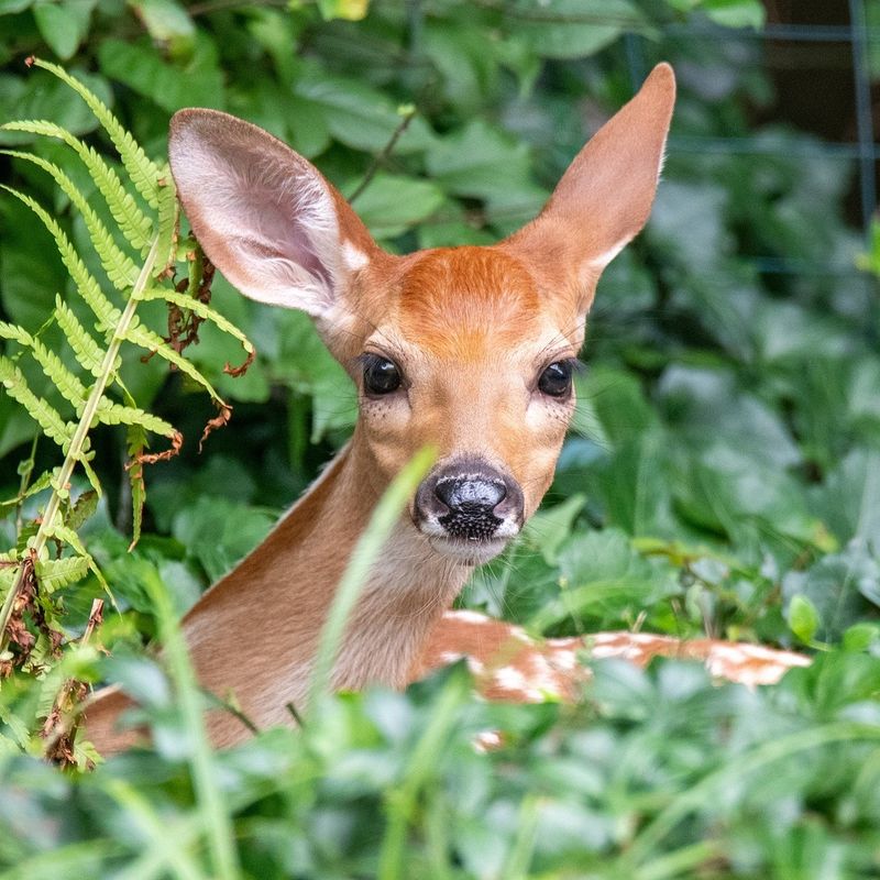 Deer Resistance