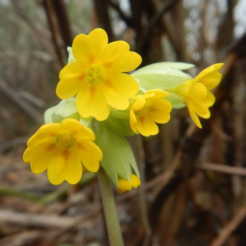 Cowslip Primrose