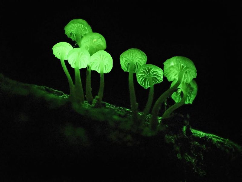 Malaysia For Glow-In-The-Dark Fungi