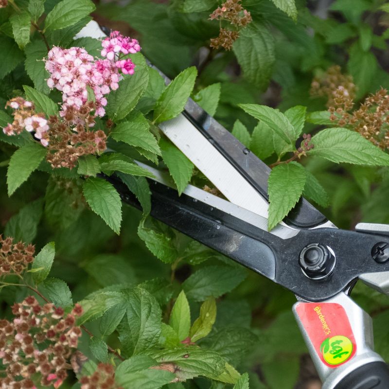 Manual Hedge Shears