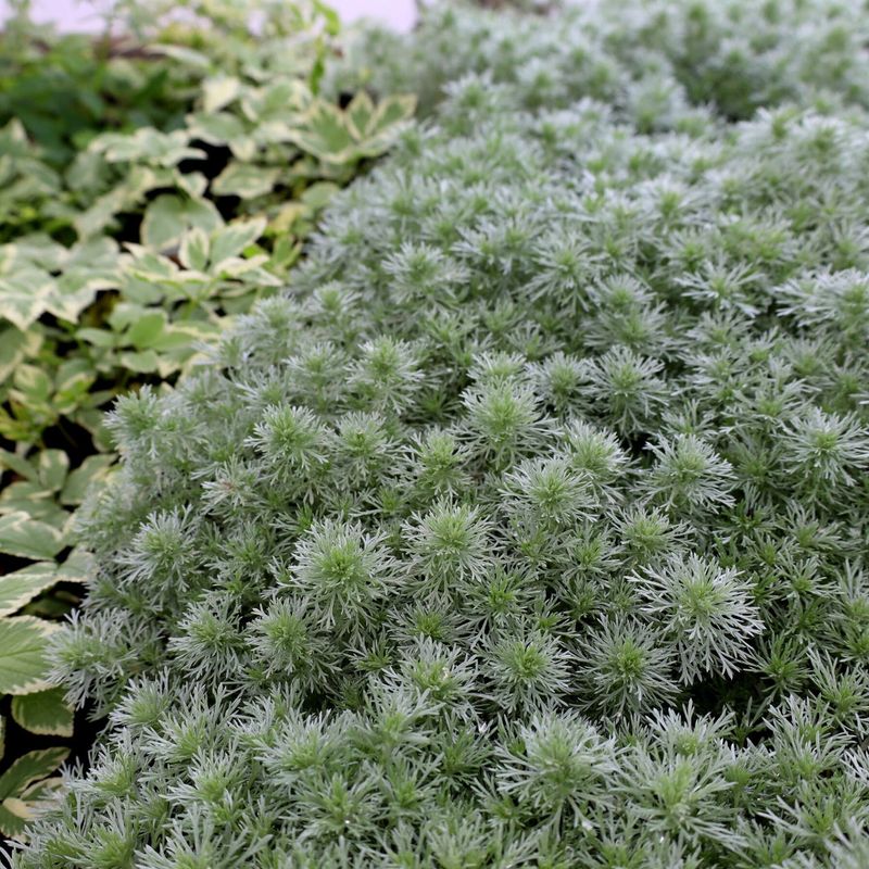 Silver Mound Artemisia