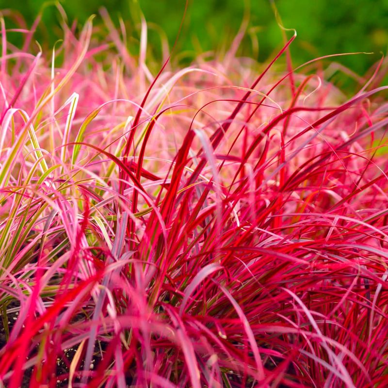 Red Fountain Grass