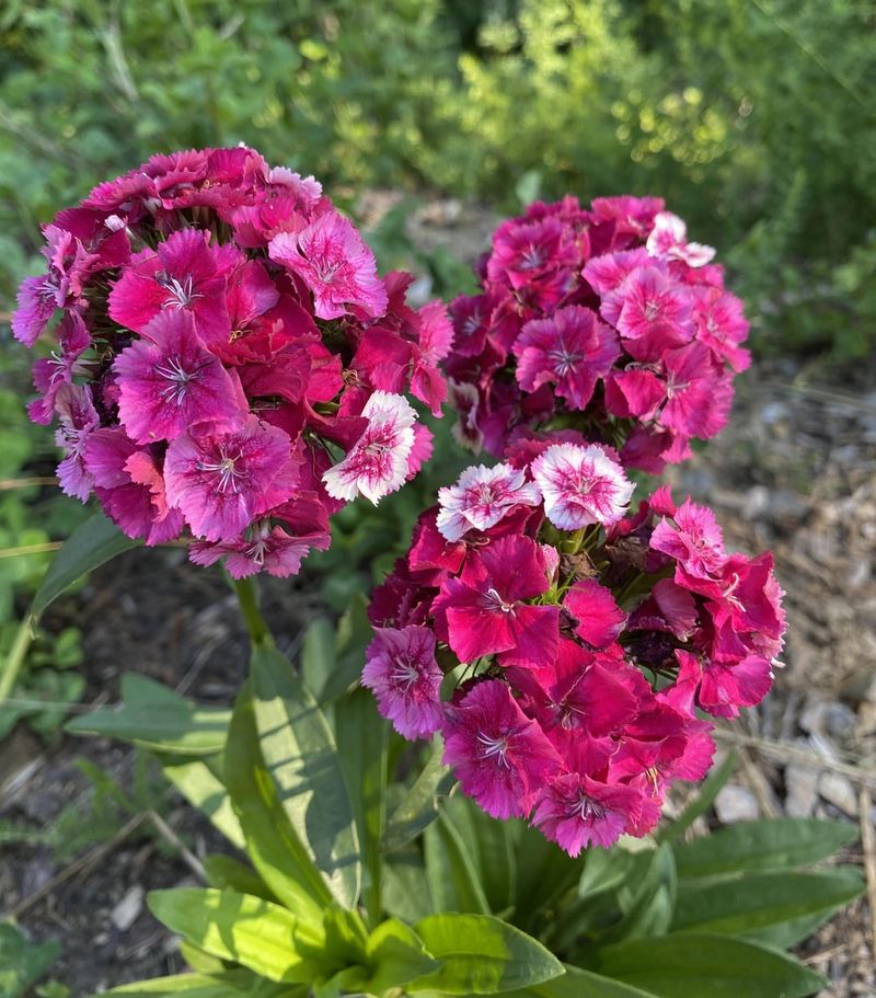 Sweet William