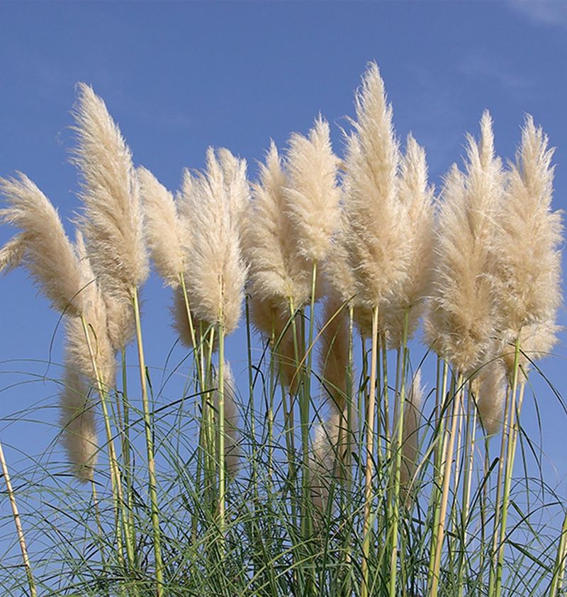 Ornamental Grasses