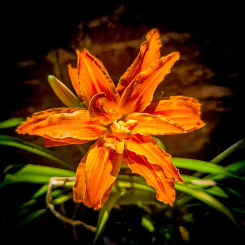 Fire Lily (Lilium bulbiferum)