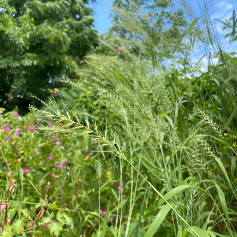 Bottlebrush Grass