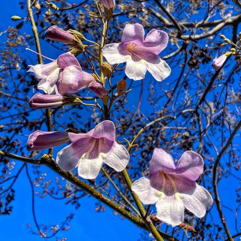 Princess Tree (Paulownia tomentosa)