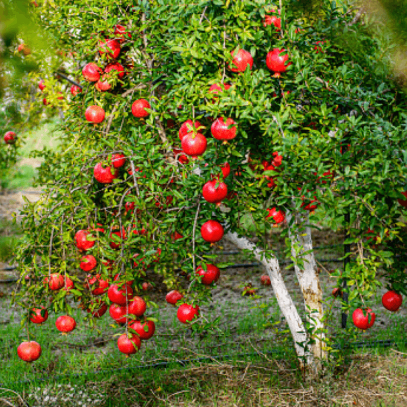 Pomegranate Tree