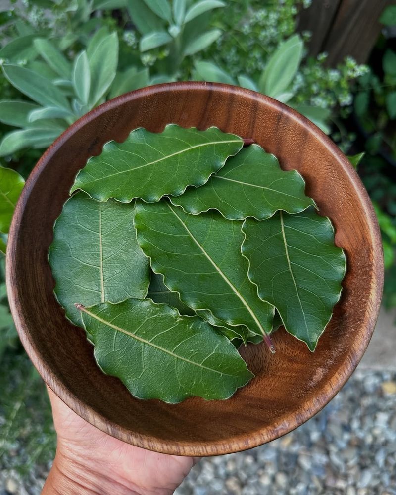 Bay Laurel (for Edible Leaves)