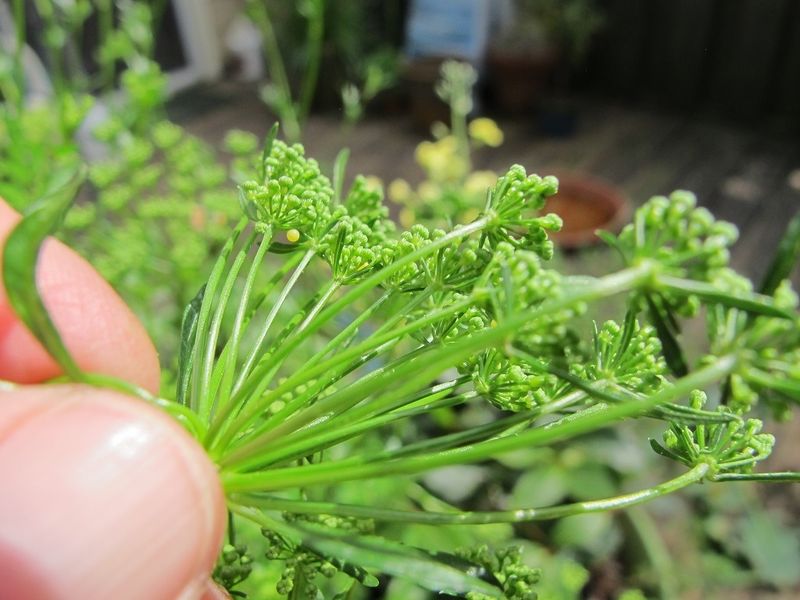 Pinch Off Flower Buds