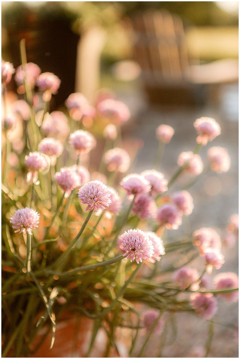 Avoid Planting Flowers Without Enough Sunlight