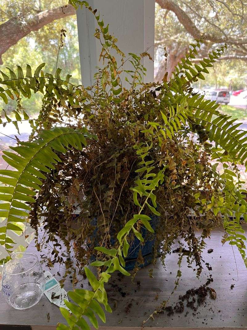 Trim Dead Or Yellowing Fronds For Healthy Growth