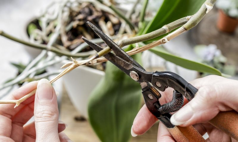 Don't Skip Pruning