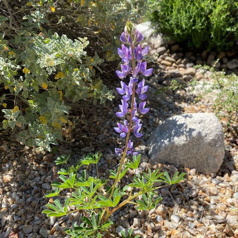 Choose Native Plants