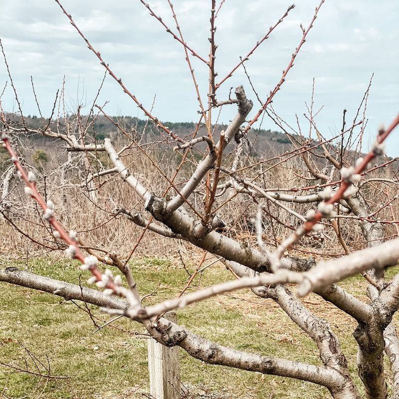 Use Proper Pruning Techniques