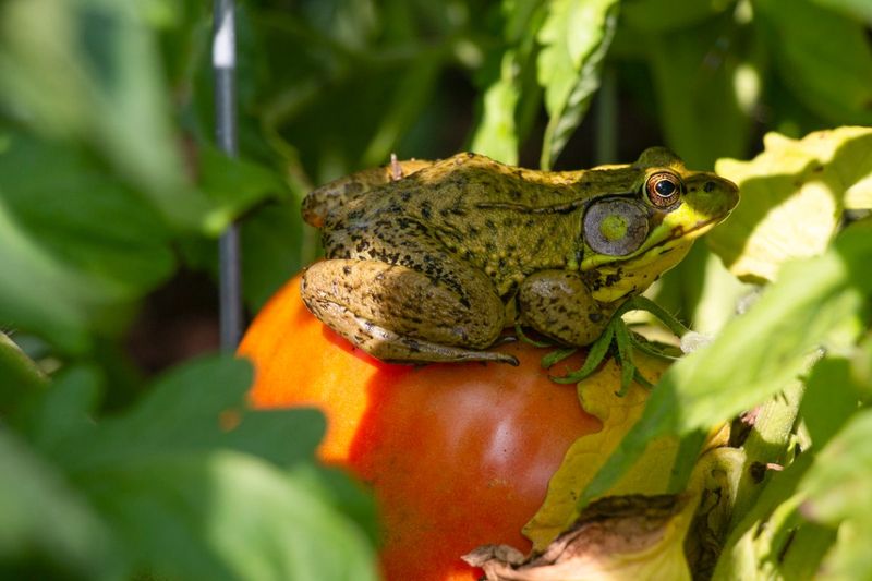 Provide a Shady Area with Leaf Litter