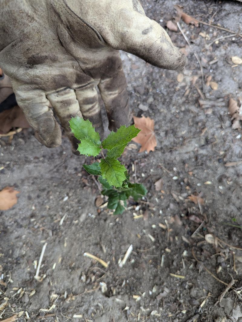 Avoid disturbing the roots once planted