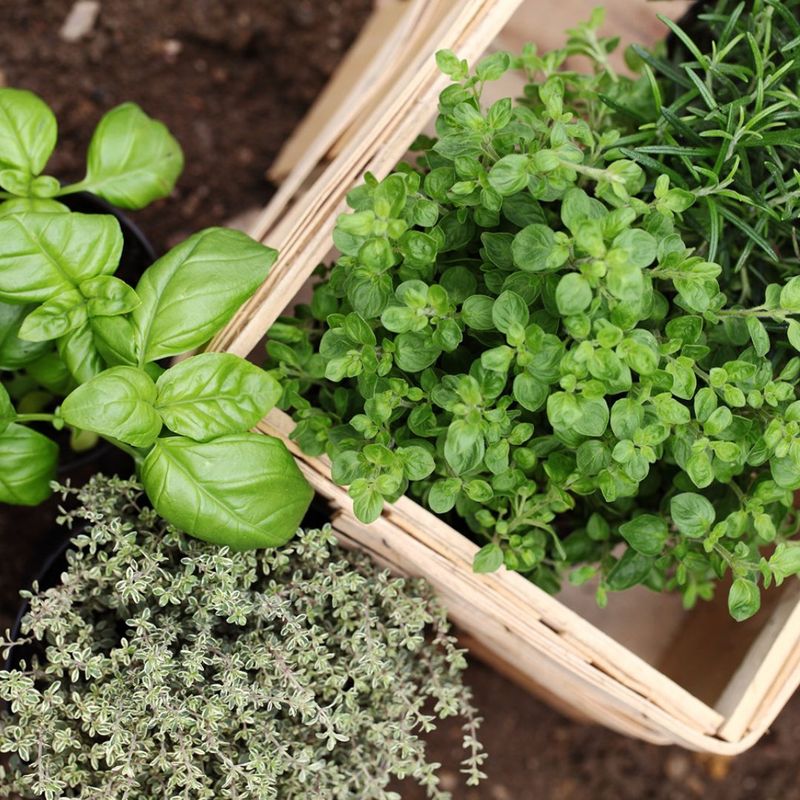 Choose perennial herbs for long-term growth