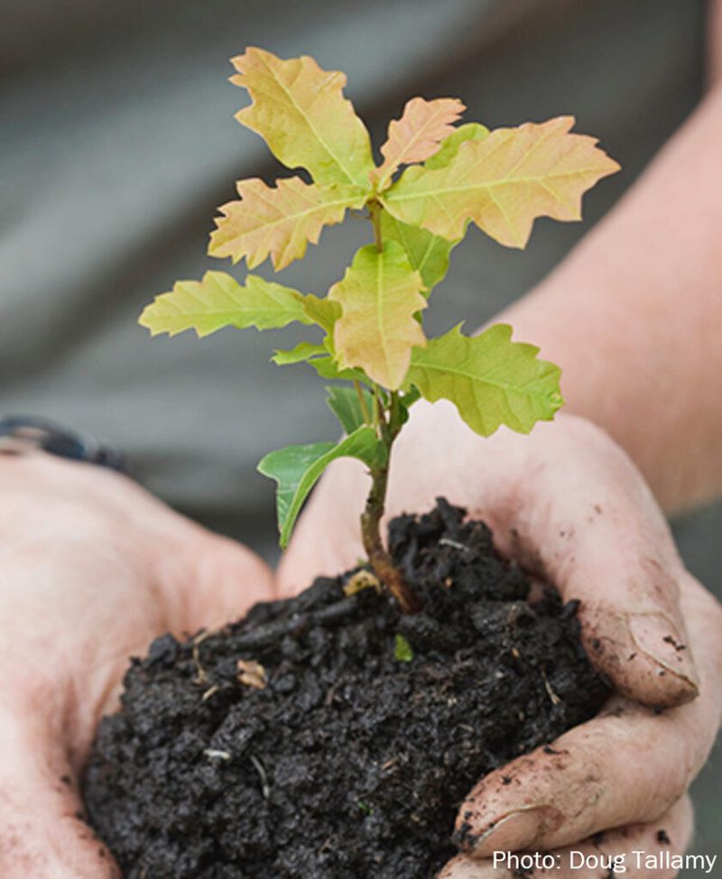 Avoid over-watering the acorn