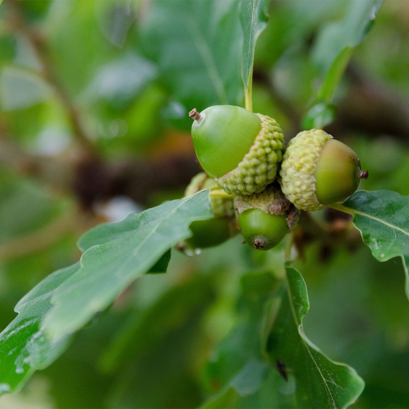 Avoid planting in full shade