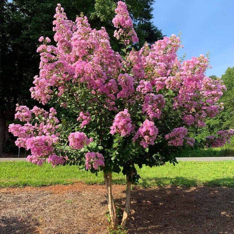 Crape Myrtle