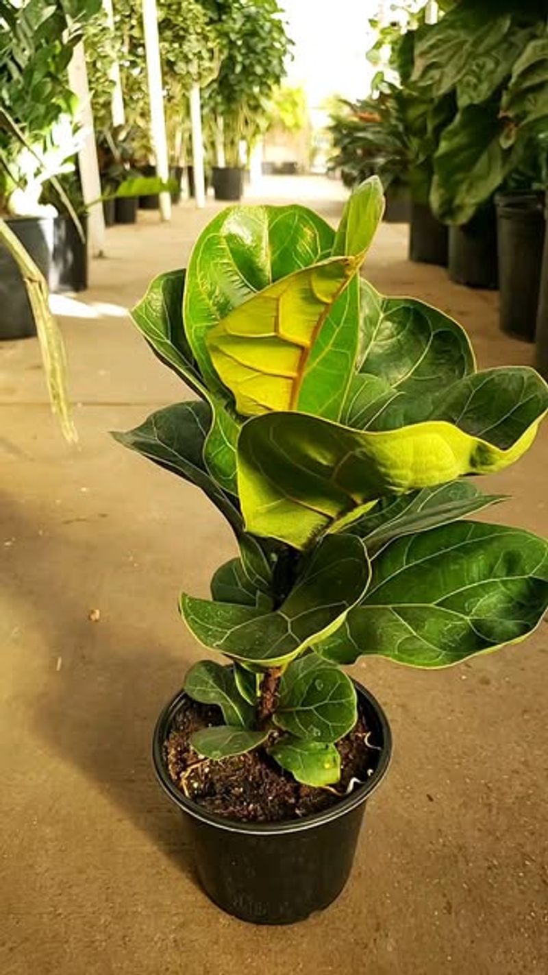 Fiddle Leaf Fig