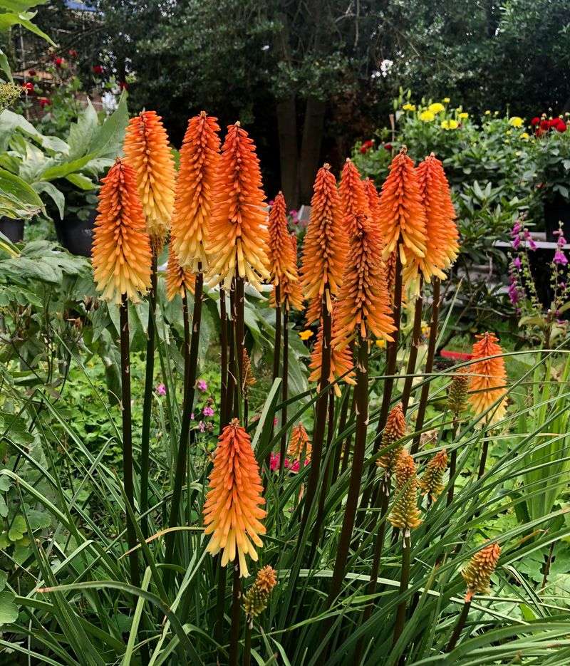 Red Hot Poker