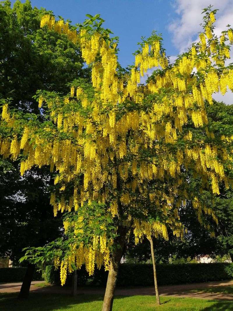 Golden Chain Tree