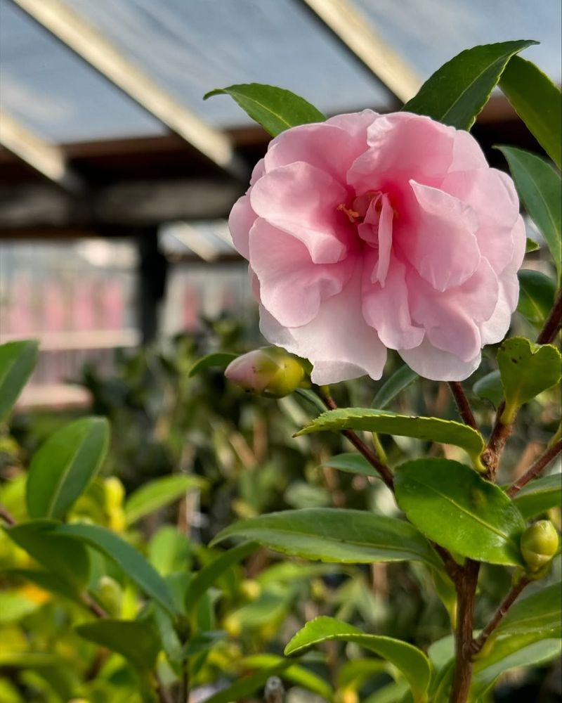 Camellia