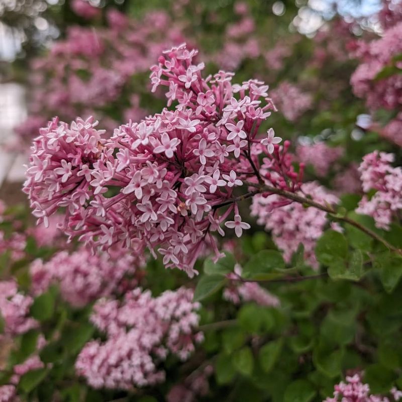 Lilac (Syringa Vulgaris)