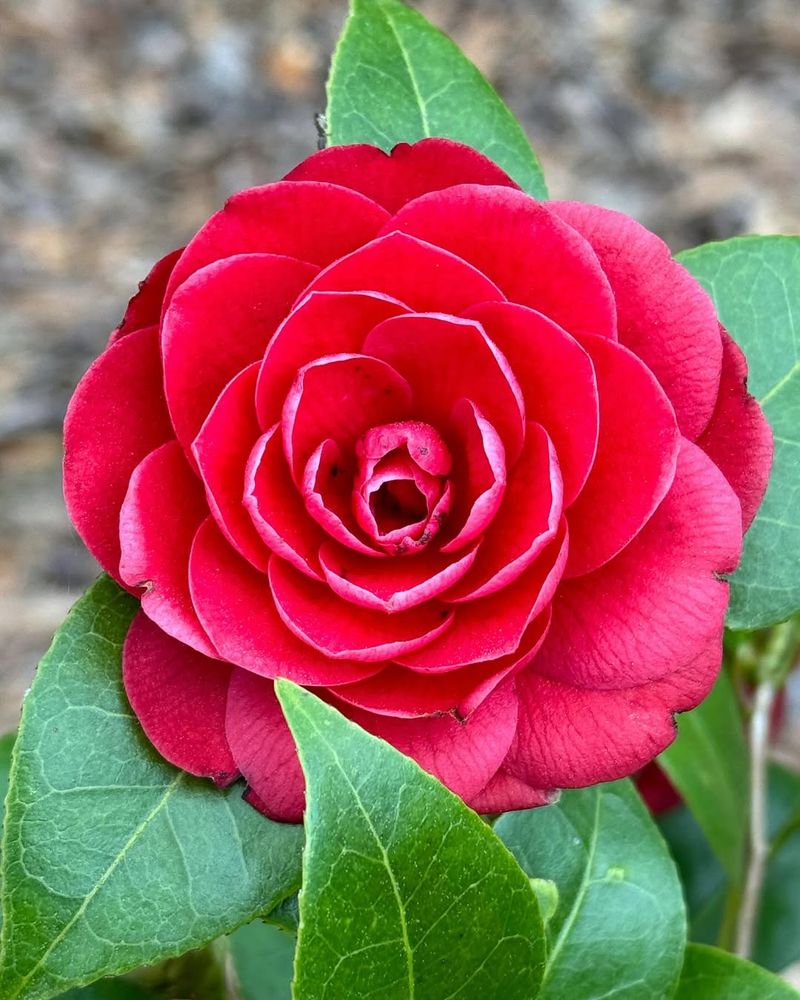 Camellia (Camellia Japonica)