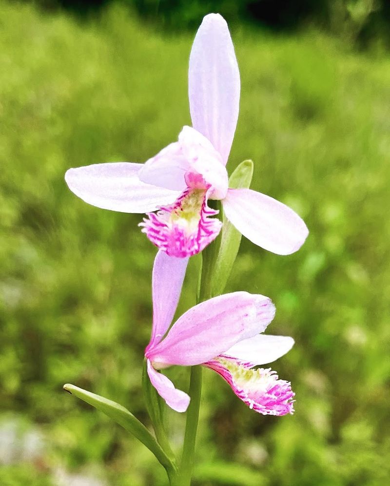 Nodding Pogonia