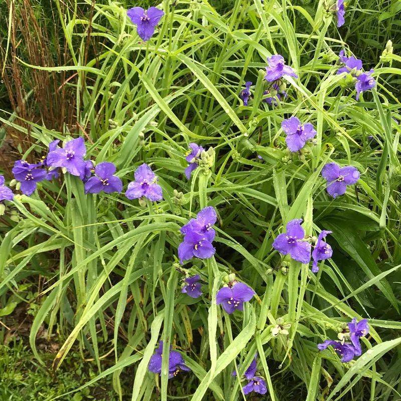 Spiderwort