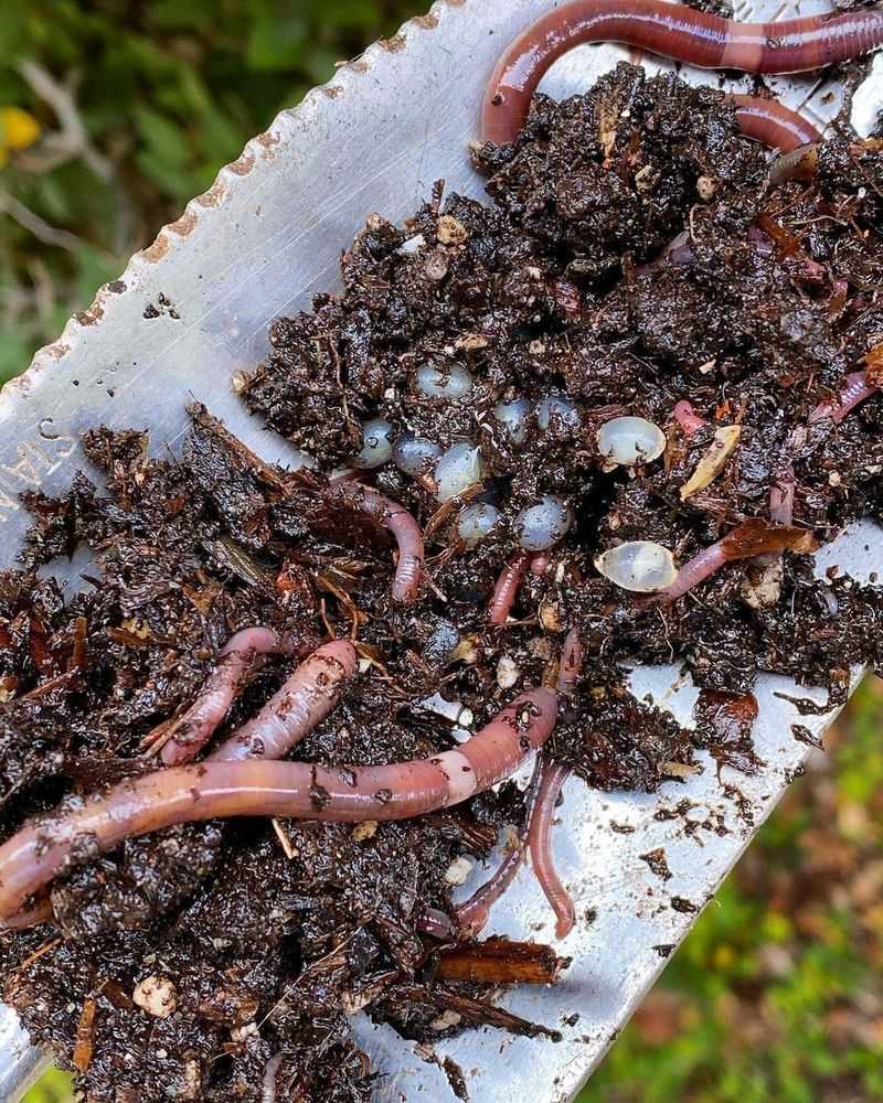 How Worms And Fungi Benefit No-Dig Gardens