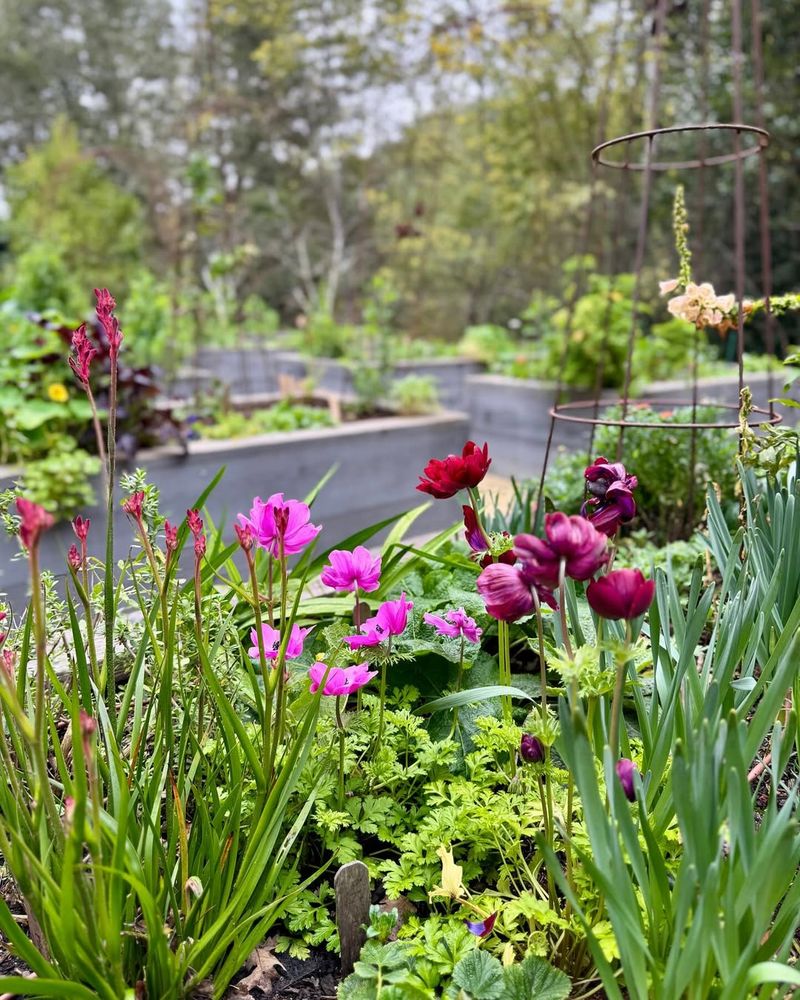 Wildflower Beds